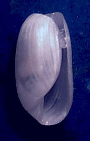 Haminoidae da identificare